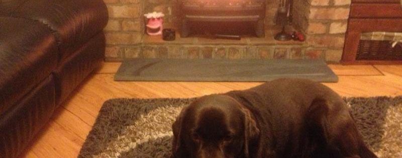 A dog. A log burner. And a piece of slat...
